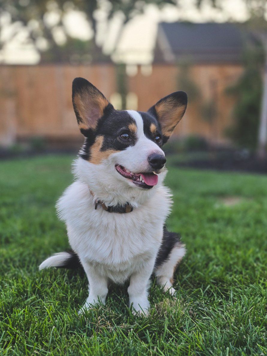 Pembroke Welsh Corgi (1yr + neutered) Sweetest Boy!