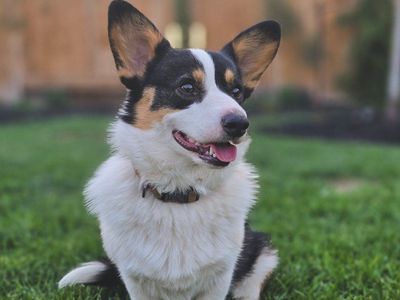Pembroke Welsh Corgi (1yr + neutered) Sweetest Boy!