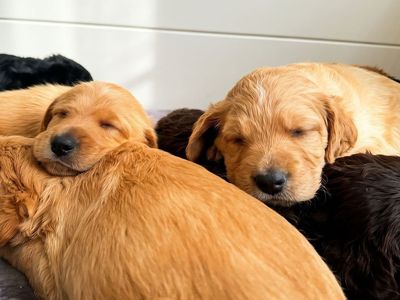 Premium Home Raised Aussiedoodle Puppies