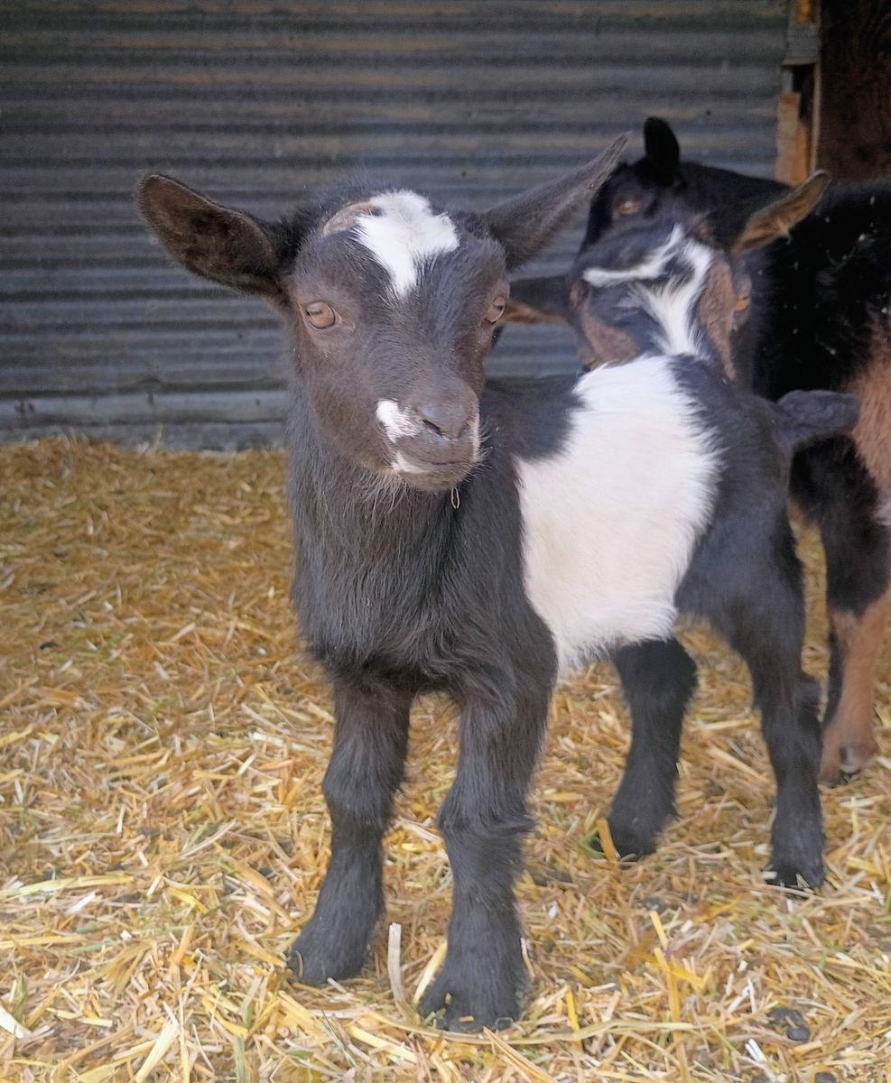 ADGA Nigerian Dwarf Buckling (Bottle Baby)