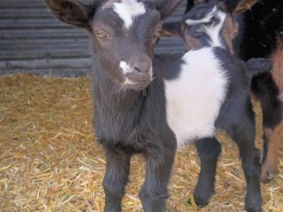 ADGA Nigerian Dwarf Buckling (Bottle Baby)
