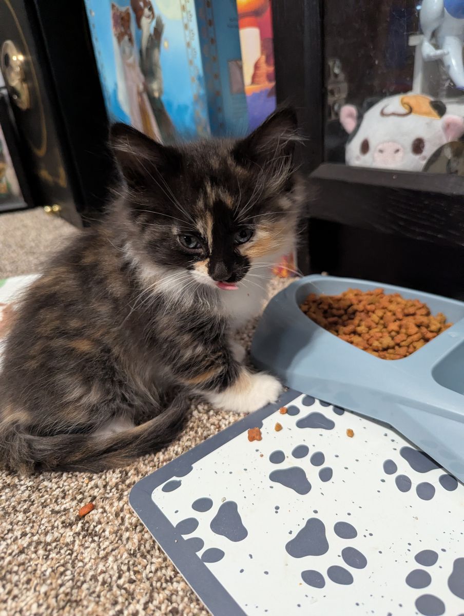 Kittens available for adoption!
