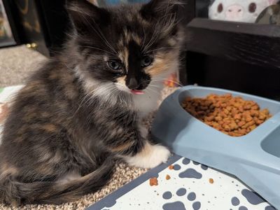 Kittens available for adoption!