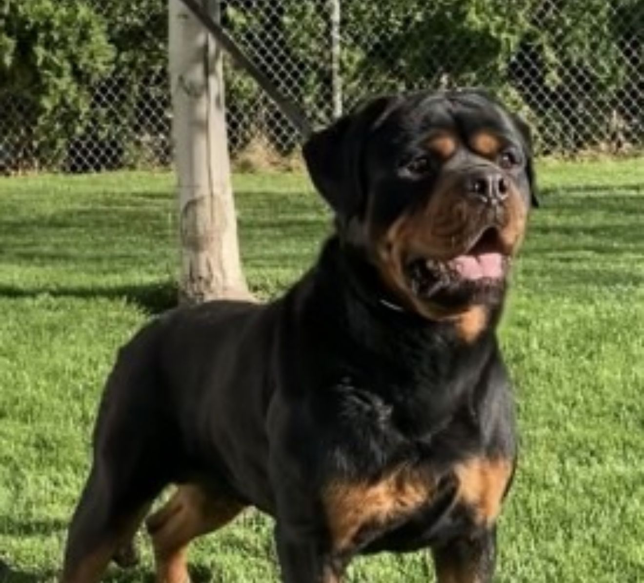 AKC German Rottweiler Male – Service Dog Prospect