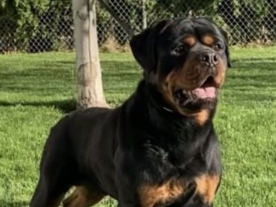AKC German Rottweiler Male – Service Dog Prospect