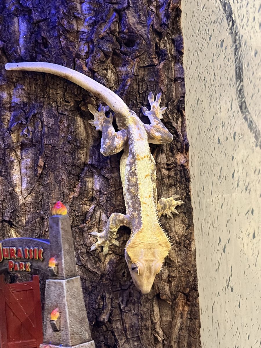 Male Lily White Crested Gecko (3 y/o, intact tail) w/ Carrier