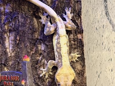 Male Lily White Crested Gecko (3 y/o, intact tail) w/ Carrier