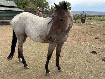 2024 AQHA BayRoan Mare ELIGABLEFORINCENTIVES 2in1