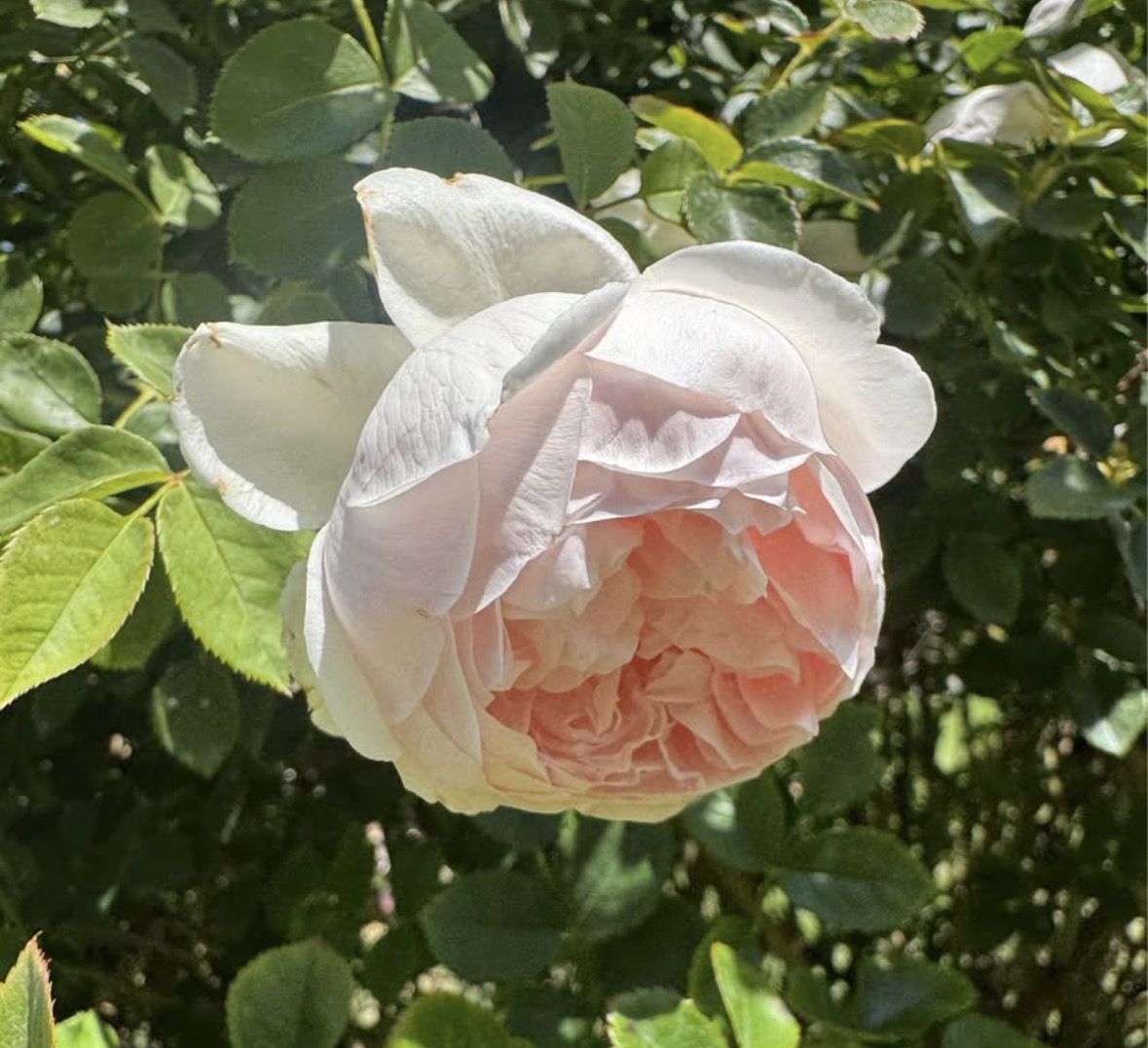 David Austin rose.  Unknown name but probably ambridge