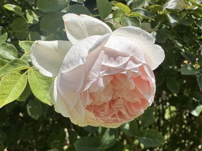 David Austin rose. Unknown name but probably ambridge