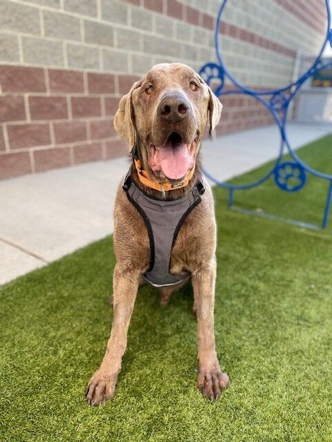 A153393 Moises is Available for Adoption!