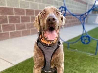 A153393 Moises is Available for Adoption!