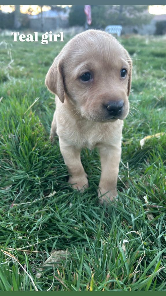 yellow And Black Pointing Labs