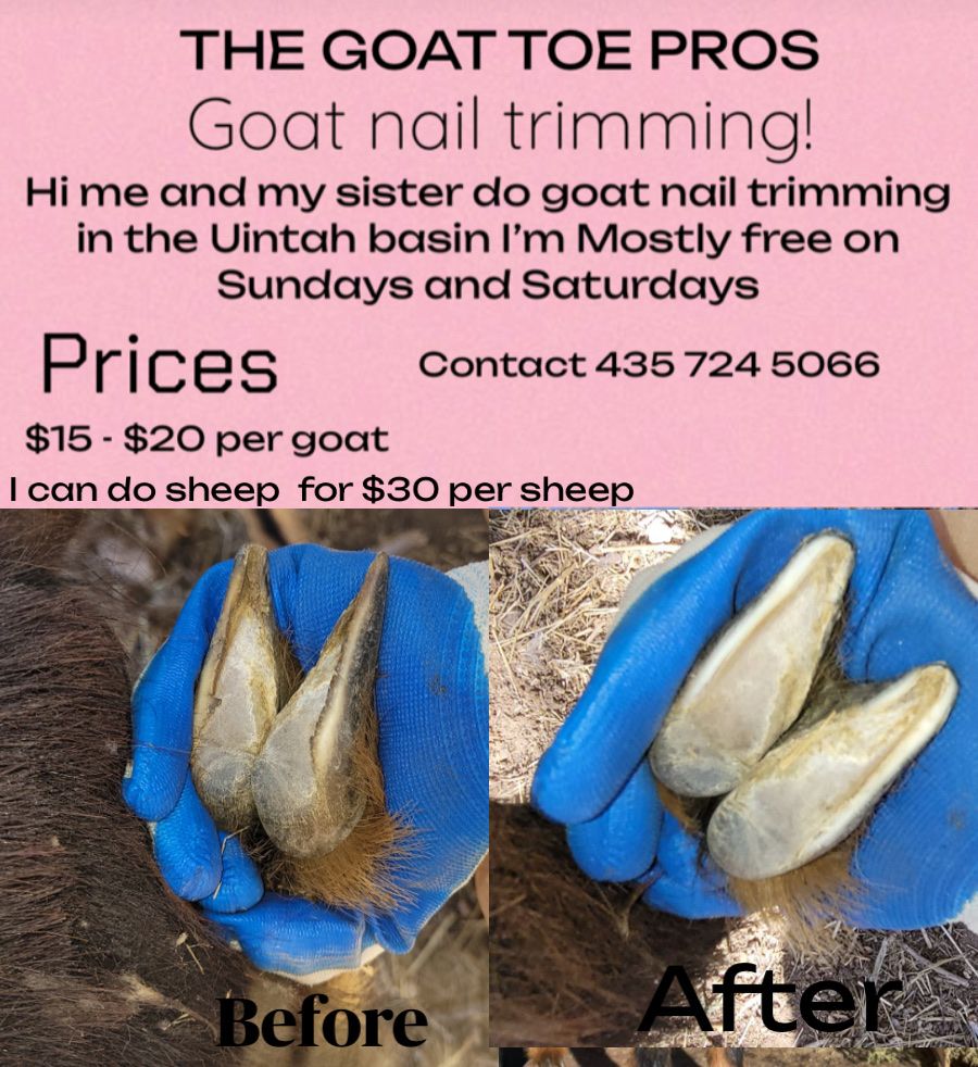 GOAT NAIL TRIMMING!