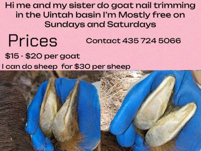 GOAT NAIL TRIMMING!