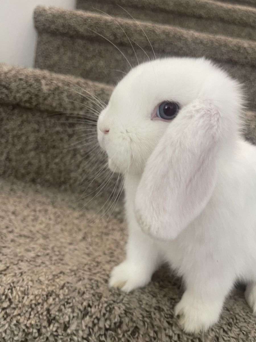 Girl holland lop 10 weeks old