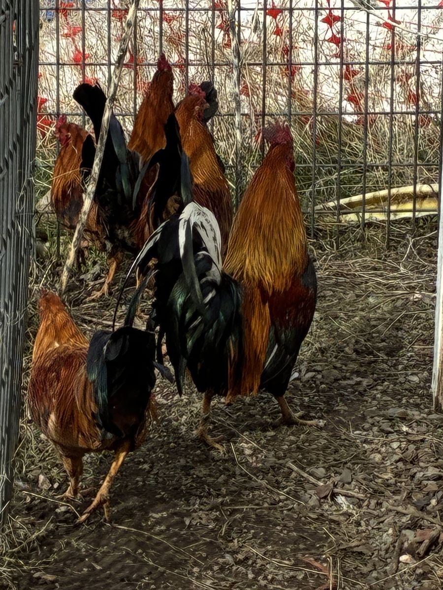 Roosters