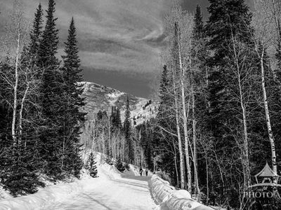 Out For a Walk Photo Art Print