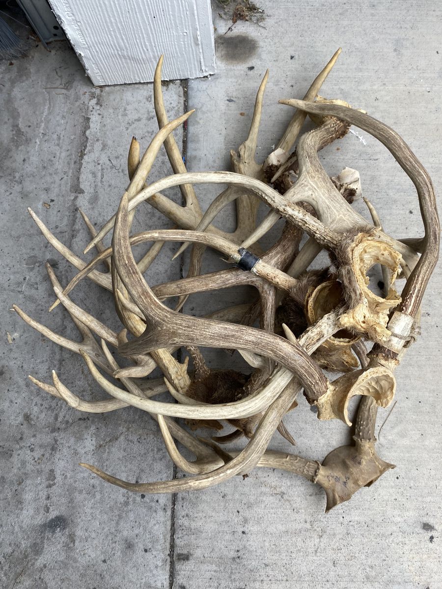 Pile of Brown Deer Antlers. Sets and Singles!