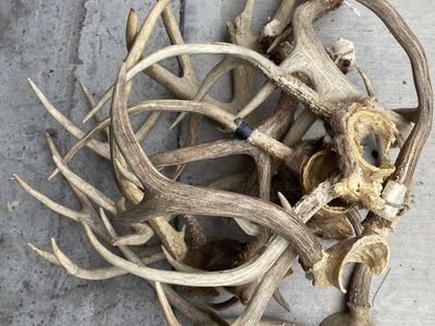 Pile of Brown Deer Antlers. Sets and Singles!