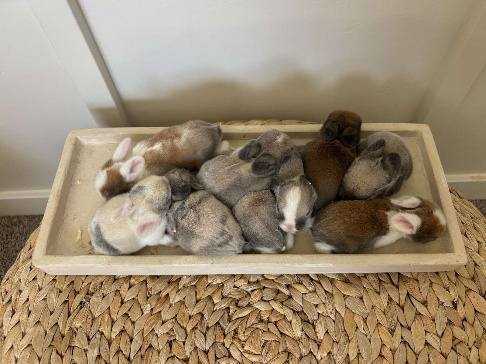 Holland lop bunnies