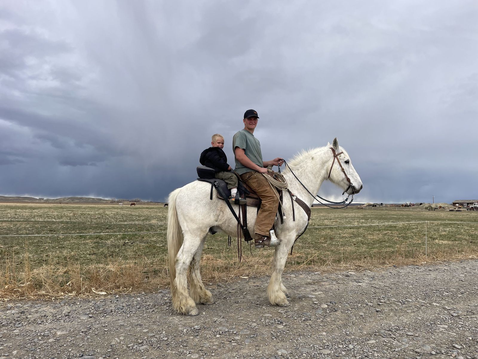 Friesian/ Percheron cross Gelding