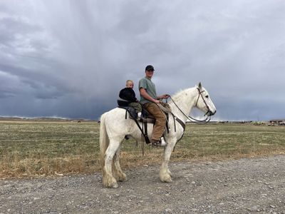 Friesian/ Percheron cross Gelding