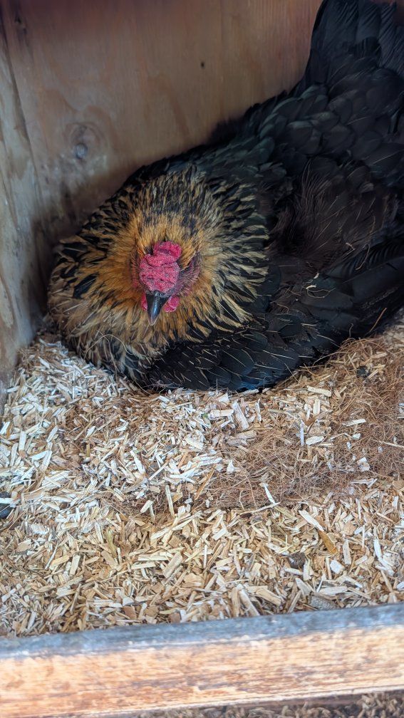 broody hens