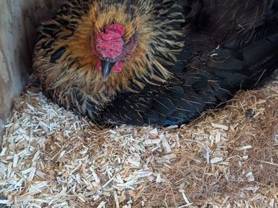 broody hens