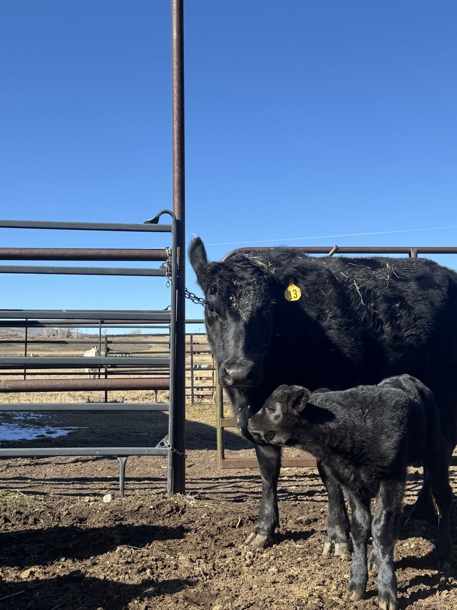 Black Angus 3 Years Old, With Bull Calf