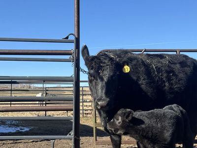 Black Angus 3 Years Old, With Bull Calf