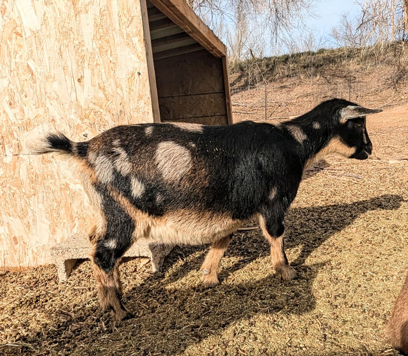 ADGA Registered Nigerian Dwarf Goat Doelings