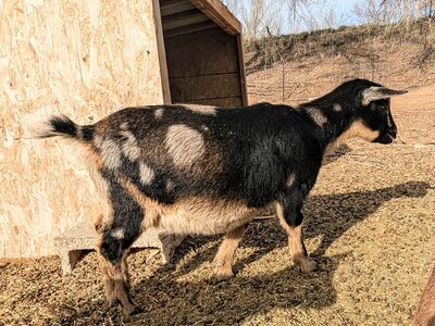 ADGA Registered Nigerian Dwarf Goat Doelings