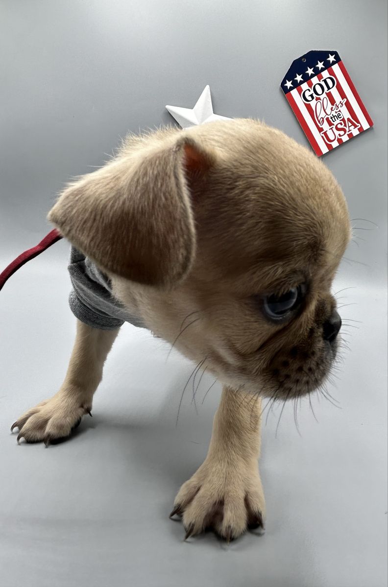 Pug Puppies | Vaccinated & Microchipped | Ready June 16