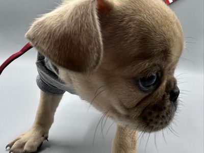 Pug Puppies | Vaccinated & Microchipped | Ready June 16