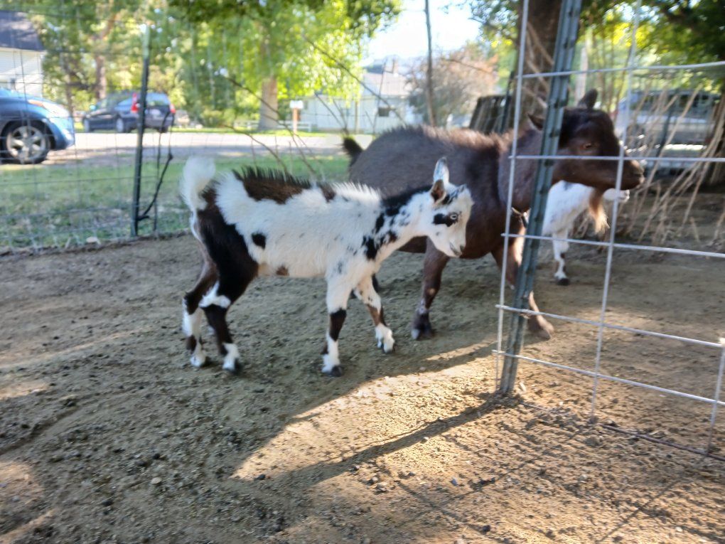Nigerian Dwarf Bucklings