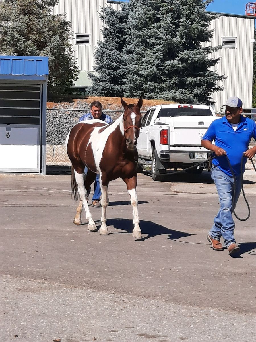 Kid Safe Paint Mare
