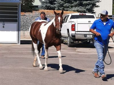 Kid Safe Paint Mare