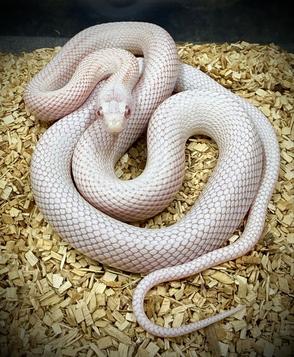 Peppermint tessera stripe corn snake