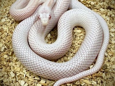 Peppermint tessera stripe corn snake