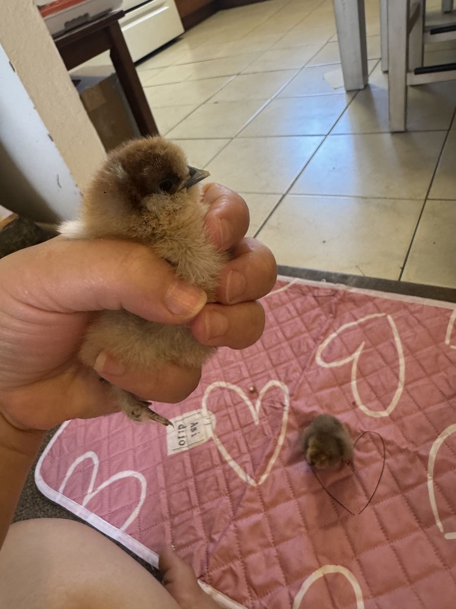 Available chicks from 3 to 4 days of birth
