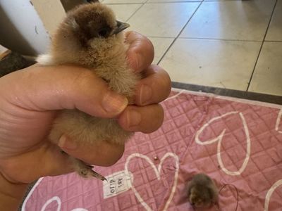 Available chicks from 3 to 4 days of birth