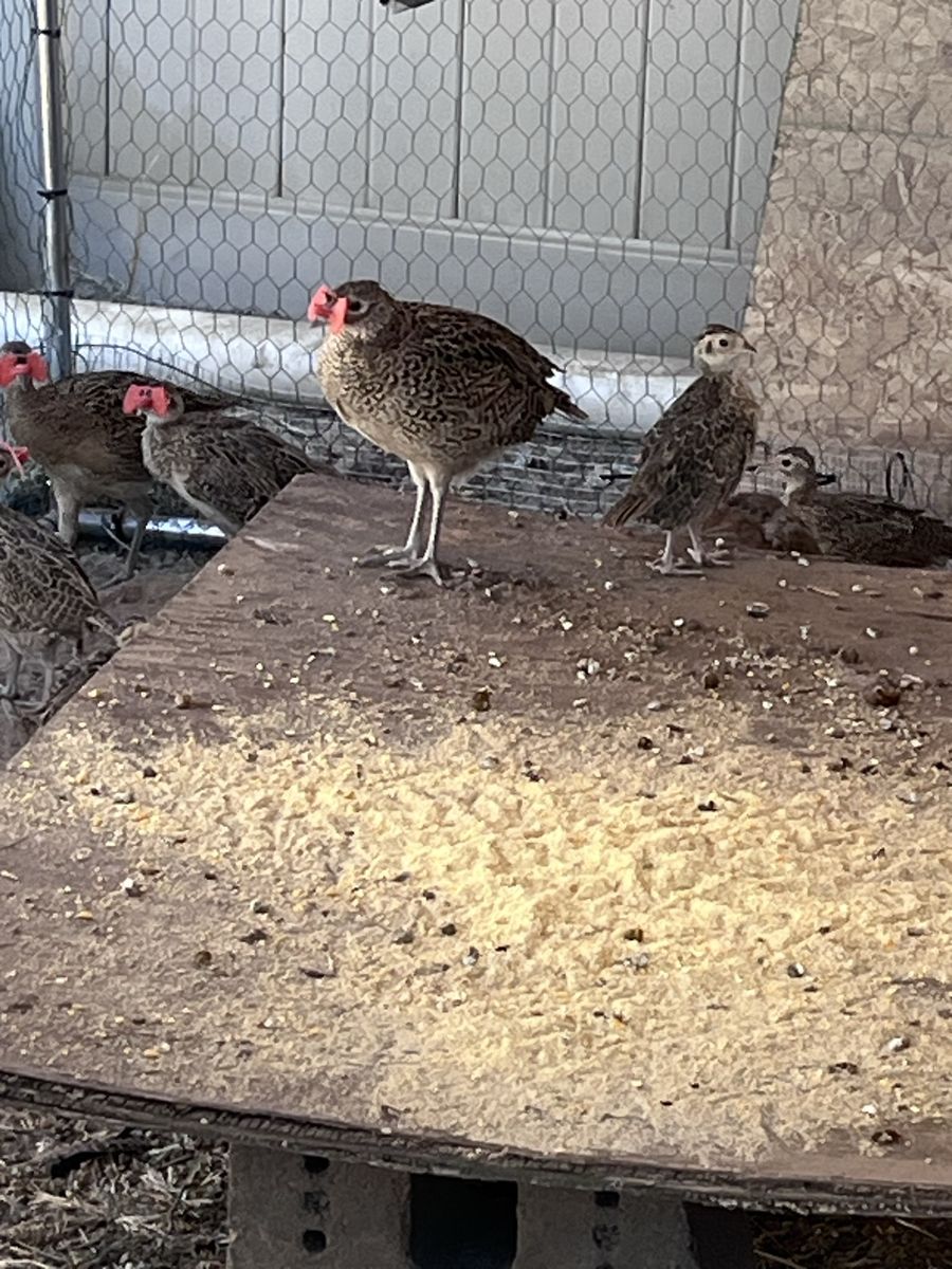 Baby Pheasant Chicks - Live Game Birds for Sale