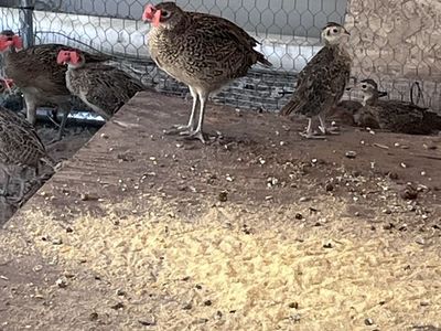 Baby Pheasant Chicks - Live Game Birds for Sale