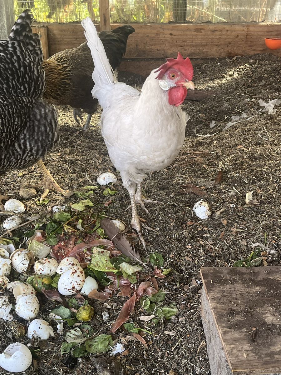 Chicken for free