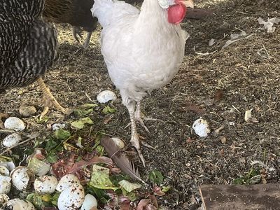Chicken for free