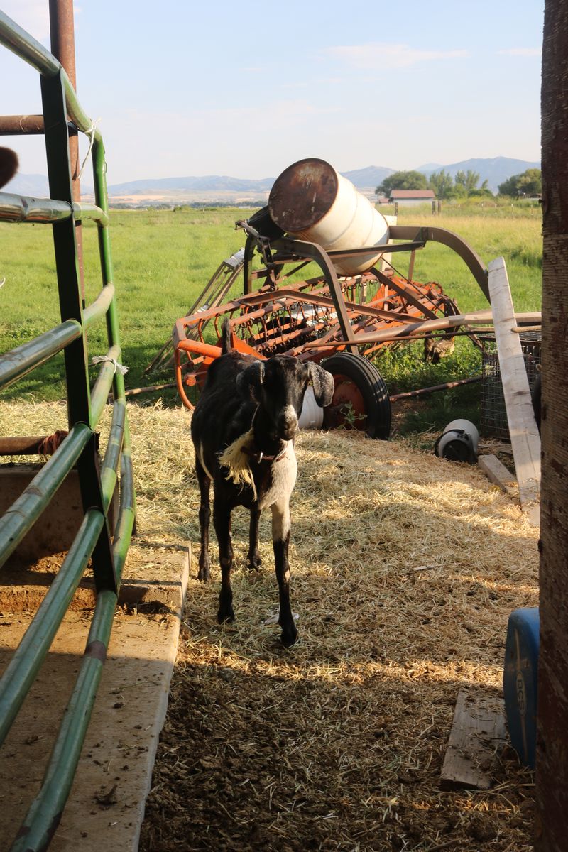 Nubian/Alpine milk goats in milk