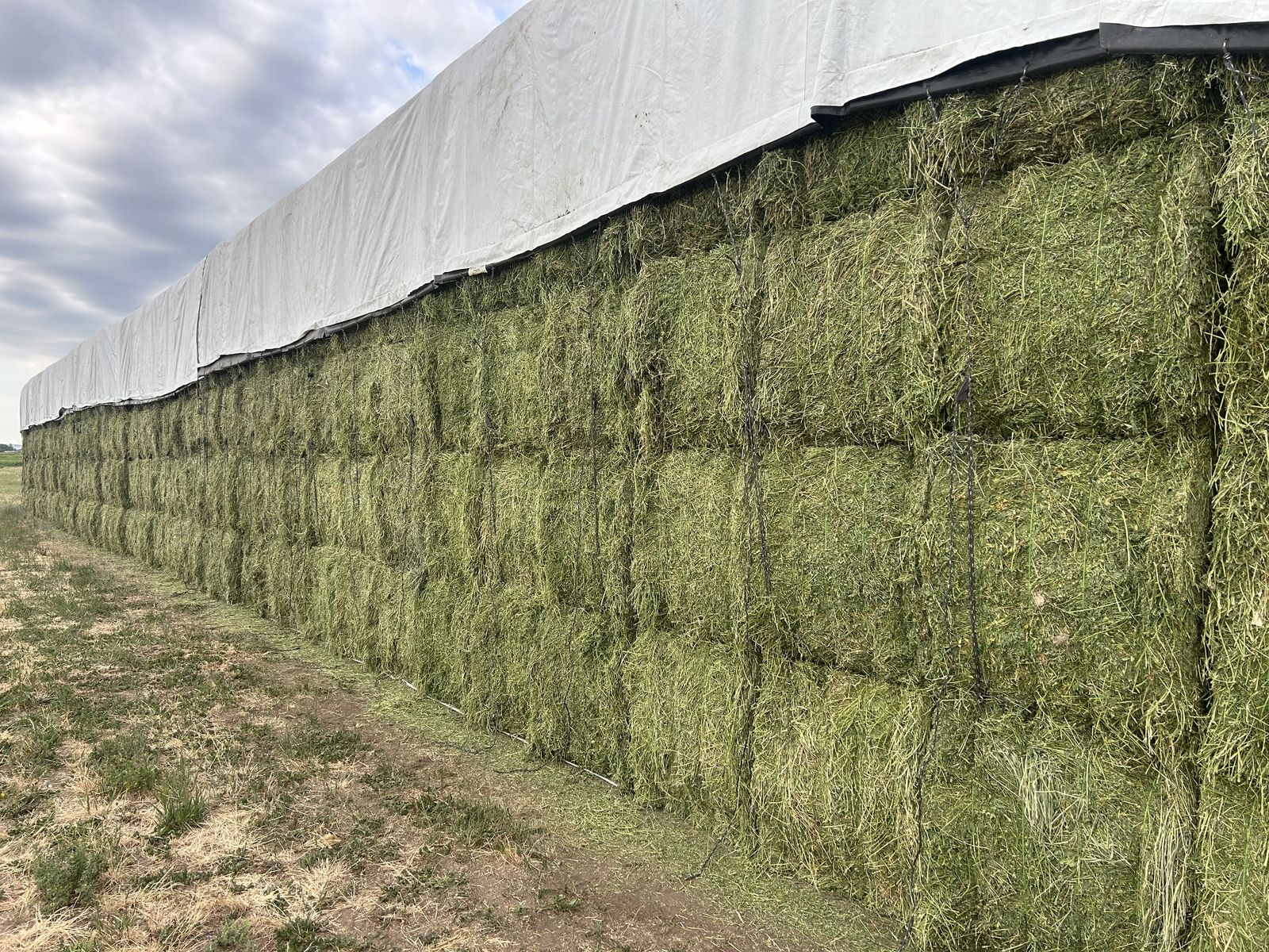 Alfalfa Hay 3X3X8 Bales