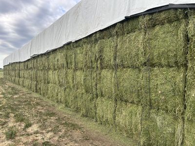 Alfalfa Hay 3X3X8 Bales