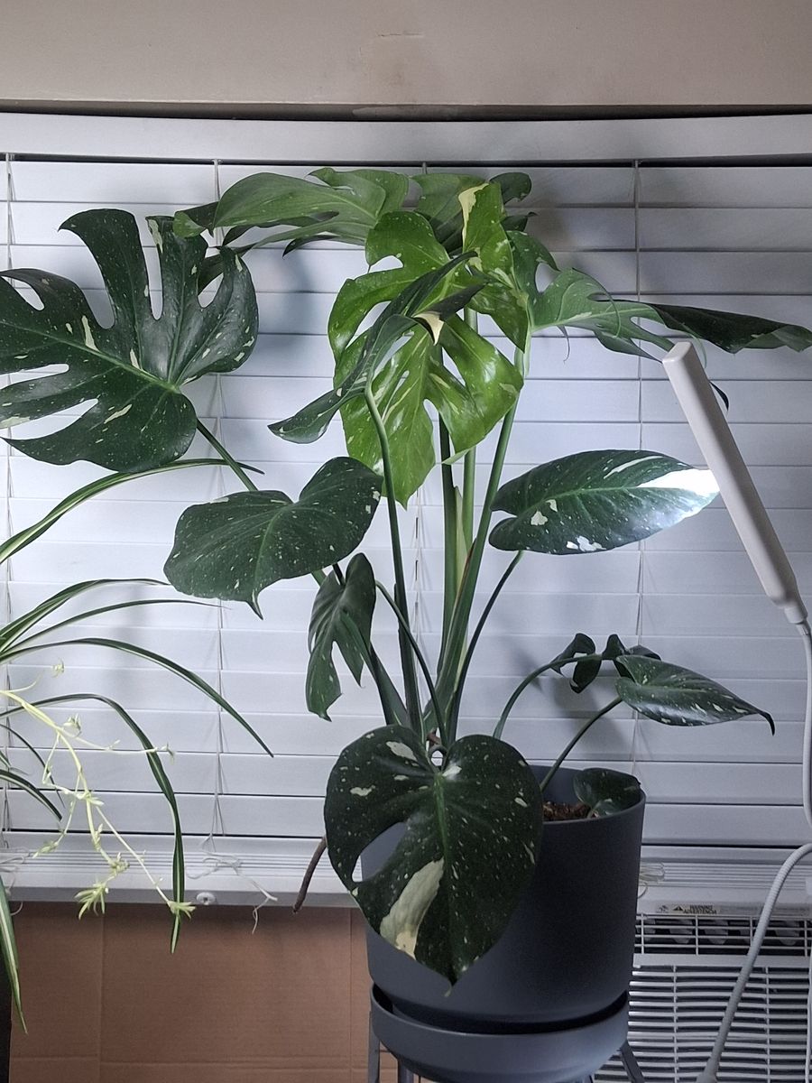 Monstera Deliciosa Thai Constellation - Live Plant with Variegation